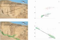 Cronica Cercetărilor Arheologice din România, Campania 2008. Raportul nr. 20, Ciuperceni, La vii<br /><a href='CronicaCAfotografii/2008/020/inclinarea-nivelului-cr.jpg' target=_blank>Priveşte aceeaşi imagine într-o fereastră nouă</a>