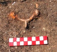 Chronicle of the Archaeological Excavations in Romania, 2008 Campaign. Report no. 25, Craiva, Piatra Craivii<br /><a href='CronicaCAfotografii/2008/025/6-s-iv-pinten-din-fier-in-situ.jpg' target=_blank>Display the same picture in a new window</a>