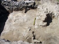 Cronica Cercetărilor Arheologice din România, Campania 2008. Raportul nr. 61, Pantelimon, Cetate<br /><a href='CronicaCAfotografii/2008/061/03-ulm-08-sector-est-baraci-nivel-n2.JPG' target=_blank>Priveşte aceeaşi imagine într-o fereastră nouă</a>