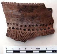 Cronica Cercetărilor Arheologice din România, Campania 2008. Raportul nr. 149, Fulgeriş, La Trei Cireşi (Dealul Fulgeriş).<br /> Sectorul Ilustratie.<br /><a href='CronicaCAfotografii/2008/149/fig7-3-fragmente-ceramice.JPG' target=_blank>Priveşte aceeaşi imagine într-o fereastră nouă</a>