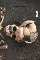 Chronicle of the Archaeological Excavations in Romania, 2009 Campaign. Report no. 106, Bucşani, La Pădure (Microzona Bucşani)<br /><a href='CronicaCAfotografii/2009/preventive/106/3-Detaliu-M253.JPG' target=_blank>Display the same picture in a new window</a>