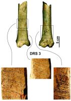 Cronica Cercetărilor Arheologice din România, Campania 2009. Raportul nr. 49, Ostrov, Ferma 4 (Regie)<br /><a href='CronicaCAfotografii/2009/sistematice/049/Beldiman-Elefterescu-Sztancs-IMDA-Ostrov-Durostorum-3.jpg' target=_blank>Priveşte aceeaşi imagine într-o fereastră nouă</a>