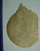 Cronica Cercetărilor Arheologice din România, Campania 2009. Raportul nr. 77, Păuleni-Ciuc, Dâmbul Cetăţii (Dealul Cetăţii, Vardomb).<br /> Sectorul album2.<br /><a href='CronicaCAfotografii/2009/sistematice/077/Sztancs-Beldiman-Soimeni-3.jpg' target=_blank>Priveşte aceeaşi imagine într-o fereastră nouă</a>