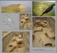 Cronica Cercetărilor Arheologice din România, Campania 2010. Raportul nr. 5, Babadag, Dealul Cetăţuia (La Cetăţuie)<br /><a href='CronicaCAfotografii/2010/005/159669-01-Babadag-TL-1.jpg' target=_blank>Priveşte aceeaşi imagine într-o fereastră nouă</a>