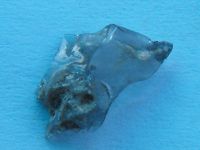 Cronica Cercetărilor Arheologice din România, Campania 2010. Raportul nr. 46, Petreştii De Jos, Cheile Turzii, Peştera Ungurească, Peştera Binder<br /><a href='CronicaCAfotografii/2010/046/55295-05-Cheile-Turzi-CJ-burghiu-margele-10.JPG' target=_blank>Priveşte aceeaşi imagine într-o fereastră nouă</a>