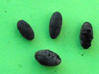 Cronica Cercetărilor Arheologice din România, Campania 2010. Raportul nr. 46, Petreştii De Jos, Cheile Turzii, Peştera Ungurească, Peştera Binder<br /><a href='CronicaCAfotografii/2010/046/55295-05-Cheile-Turzi-Seminte-corn-niv2b-baza-13.JPG' target=_blank>Priveşte aceeaşi imagine într-o fereastră nouă</a>