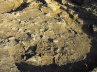 Cronica Cercetărilor Arheologice din România, Campania 2010. Raportul nr. 57, Ruginoasa, Dealul Drăghici<br /><a href='CronicaCAfotografii/2010/057/98783-01-Ruginoasa-IS-07.JPG' target=_blank>Priveşte aceeaşi imagine într-o fereastră nouă</a>