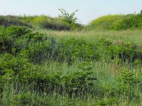 Cronica Cercetărilor Arheologice din România, Campania 2010. Raportul nr. 57, Ruginoasa, Dealul Drăghici<br /><a href='CronicaCAfotografii/2010/057/98783-01-Ruginoasa-IS-20.JPG' target=_blank>Priveşte aceeaşi imagine într-o fereastră nouă</a>