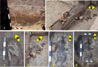 Cronica Cercetărilor Arheologice din România, Campania 2011. Raportul nr. 150, Costâna, Imaş<br /><a href='CronicaCAfotografii/2011/150/fig-4-costana-imas-morminte.jpg' target=_blank>Priveşte aceeaşi imagine într-o fereastră nouă</a>