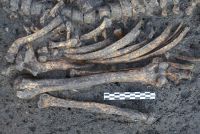 Chronicle of the Archaeological Excavations in Romania, 2012 Campaign. Report no. 6, Bucşani, La Pădure (Microzona Bucşani)<br /><a href='CronicaCAfotografii/2012/006-BUCSANI-GR-Padure-Scoala/bucsani-fig1.JPG' target=_blank>Display the same picture in a new window</a>