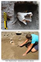 Chronicle of the Archaeological Excavations in Romania, 2012 Campaign. Report no. 15, Cheia, Peştera La Izvor<br /><a href='CronicaCAfotografii/2012/015-CHEIA-CT/cheia-pl-1-5-page-3.jpg' target=_blank>Display the same picture in a new window</a>