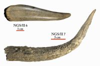 Cronica Cercetărilor Arheologice din România, Campania 2012. Raportul nr. 95, Negrileşti, Şcoala Generală (La Punte, Pin, Curtea Şcolii).<br /> Sectorul plansa-IMDA.<br /><a href='CronicaCAfotografii/2012/095-NEGRILESTI-GL-Curtea-Scolii/plansa-IMDA/fig-13.jpg' target=_blank>Priveşte aceeaşi imagine într-o fereastră nouă</a>. Titlu: plansa-IMDA