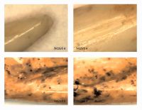 Cronica Cercetărilor Arheologice din România, Campania 2012. Raportul nr. 95, Negrileşti, Şcoala Generală (La Punte, Pin, Curtea Şcolii).<br /> Sectorul plansa-IMDA.<br /><a href='CronicaCAfotografii/2012/095-NEGRILESTI-GL-Curtea-Scolii/plansa-IMDA/fig-4.jpg' target=_blank>Priveşte aceeaşi imagine într-o fereastră nouă</a>. Titlu: plansa-IMDA