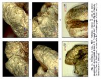 Cronica Cercetărilor Arheologice din România, Campania 2013. Raportul nr. 31, Fântânele, La Gâţa (Dâmbul Popii)<br /><a href='CronicaCAfotografii/2013/031-fantanele/fig-12-2.jpg' target=_blank>Priveşte aceeaşi imagine într-o fereastră nouă</a>