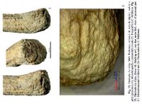 Cronica Cercetărilor Arheologice din România, Campania 2013. Raportul nr. 31, Fântânele, La Gâţa (Dâmbul Popii)<br /><a href='CronicaCAfotografii/2013/031-fantanele/fig-13.jpg' target=_blank>Priveşte aceeaşi imagine într-o fereastră nouă</a>