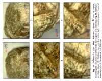 Cronica Cercetărilor Arheologice din România, Campania 2013. Raportul nr. 31, Fântânele, La Gâţa (Dâmbul Popii)<br /><a href='CronicaCAfotografii/2013/031-fantanele/fig-16.jpg' target=_blank>Priveşte aceeaşi imagine într-o fereastră nouă</a>