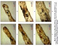 Cronica Cercetărilor Arheologice din România, Campania 2013. Raportul nr. 31, Fântânele, La Gâţa (Dâmbul Popii)<br /><a href='CronicaCAfotografii/2013/031-fantanele/fig-8.jpg' target=_blank>Priveşte aceeaşi imagine într-o fereastră nouă</a>