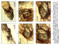 Cronica Cercetărilor Arheologice din România, Campania 2013. Raportul nr. 31, Fântânele, La Gâţa (Dâmbul Popii)<br /><a href='CronicaCAfotografii/2013/031-fantanele/fig-9.jpg' target=_blank>Priveşte aceeaşi imagine într-o fereastră nouă</a>