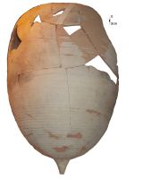 Cronica Cercetărilor Arheologice din România, Campania 2014. Raportul nr. 31, Cioroiu Nou, La Cetate<br /><a href='CronicaCAfotografii/2014/031-Cioroiu-Nou/fig-1.JPG' target=_blank>Priveşte aceeaşi imagine într-o fereastră nouă</a>