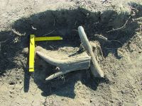 Cronica Cercetărilor Arheologice din România, Campania 2014. Raportul nr. 88, Vitanesti, La Măgurice (Teleor 007)<br /><a href='CronicaCAfotografii/2014/088-Vitanesti-Magurice/03.JPG' target=_blank>Priveşte aceeaşi imagine într-o fereastră nouă</a>