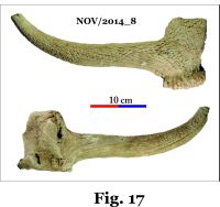 Cronica Cercetărilor Arheologice din România, Campania 2014. Raportul nr. 124, Isaccea, La Pontonul Vechi (Cetate, Eski-kale).<br /> Sectorul 023-6543.<br /><a href='CronicaCAfotografii/2014/124-Isaccea/nov-fig-17.jpg' target=_blank>Priveşte aceeaşi imagine într-o fereastră nouă</a>