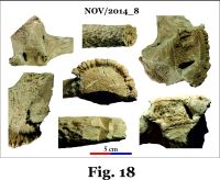 Cronica Cercetărilor Arheologice din România, Campania 2014. Raportul nr. 124, Isaccea, La Pontonul Vechi (Cetate, Eski-kale).<br /> Sectorul 023-6543.<br /><a href='CronicaCAfotografii/2014/124-Isaccea/nov-fig-18.jpg' target=_blank>Priveşte aceeaşi imagine într-o fereastră nouă</a>