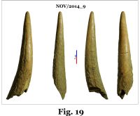 Cronica Cercetărilor Arheologice din România, Campania 2014. Raportul nr. 124, Isaccea, La Pontonul Vechi (Cetate, Eski-kale).<br /> Sectorul 023-6543.<br /><a href='CronicaCAfotografii/2014/124-Isaccea/nov-fig-19.jpg' target=_blank>Priveşte aceeaşi imagine într-o fereastră nouă</a>