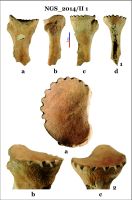 Cronica Cercetărilor Arheologice din România, Campania 2014. Raportul nr. 128, Negrileşti, Şcoala Generală (La Punte, Pin, Curtea Şcolii).<br /> Sectorul 2-Industria-materiilor-dure-animale.<br /><a href='CronicaCAfotografii/2014/128-Negrilesti/ngs-imda-fig-10.jpg' target=_blank>Priveşte aceeaşi imagine într-o fereastră nouă</a>