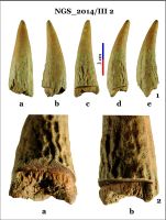 Cronica Cercetărilor Arheologice din România, Campania 2014. Raportul nr. 128, Negrileşti, Şcoala Generală (La Punte, Pin, Curtea Şcolii).<br /> Sectorul 2-Industria-materiilor-dure-animale.<br /><a href='CronicaCAfotografii/2014/128-Negrilesti/ngs-imda-fig-17.jpg' target=_blank>Priveşte aceeaşi imagine într-o fereastră nouă</a>