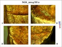 Cronica Cercetărilor Arheologice din România, Campania 2014. Raportul nr. 128, Negrileşti, Şcoala Generală (La Punte, Pin, Curtea Şcolii).<br /> Sectorul 2-Industria-materiilor-dure-animale.<br /><a href='CronicaCAfotografii/2014/128-Negrilesti/ngs-imda-fig-19.jpg' target=_blank>Priveşte aceeaşi imagine într-o fereastră nouă</a>