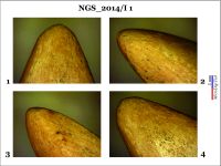 Cronica Cercetărilor Arheologice din România, Campania 2014. Raportul nr. 128, Negrileşti, Şcoala Generală (La Punte, Pin, Curtea Şcolii).<br /> Sectorul 2-Industria-materiilor-dure-animale.<br /><a href='CronicaCAfotografii/2014/128-Negrilesti/ngs-imda-fig-2.jpg' target=_blank>Priveşte aceeaşi imagine într-o fereastră nouă</a>
