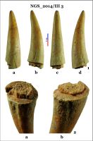 Cronica Cercetărilor Arheologice din România, Campania 2014. Raportul nr. 128, Negrileşti, Şcoala Generală (La Punte, Pin, Curtea Şcolii).<br /> Sectorul 2-Industria-materiilor-dure-animale.<br /><a href='CronicaCAfotografii/2014/128-Negrilesti/ngs-imda-fig-20.jpg' target=_blank>Priveşte aceeaşi imagine într-o fereastră nouă</a>