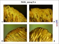 Cronica Cercetărilor Arheologice din România, Campania 2014. Raportul nr. 128, Negrileşti, Şcoala Generală (La Punte, Pin, Curtea Şcolii).<br /> Sectorul 2-Industria-materiilor-dure-animale.<br /><a href='CronicaCAfotografii/2014/128-Negrilesti/ngs-imda-fig-6.jpg' target=_blank>Priveşte aceeaşi imagine într-o fereastră nouă</a>