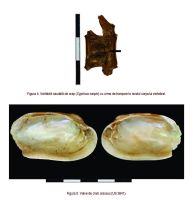 Cronica Cercetărilor Arheologice din România, Campania 2015. Raportul nr. 5, Borduşani, Popina Mare (Popina Borduşani)<br /><a href='CronicaCAfotografii/2015/005-Bordusani/figura-4-si-5.jpg' target=_blank>Priveşte aceeaşi imagine într-o fereastră nouă</a>