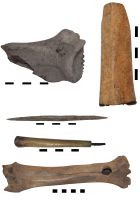 Cronica Cercetărilor Arheologice din România, Campania 2015. Raportul nr. 100, Negrileşti, Şcoala Generală (La Punte, Pin, Curtea Şcolii).<br /> Sectorul 2-Industria-materiilor-dure-animale.<br /><a href='CronicaCAfotografii/2015/100-Negrilesti/pl-34.jpg' target=_blank>Priveşte aceeaşi imagine într-o fereastră nouă</a>