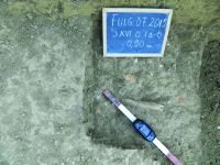 Cronica Cercetărilor Arheologice din România, Campania 2015. Raportul nr. 135, Fulgeriş, La Trei Cireşi (Dealul Fulgeriş).<br /> Sectorul Ilustratie.<br /><a href='CronicaCAfotografii/2015/135-Fulgeris/fig-3c.JPG' target=_blank>Priveşte aceeaşi imagine într-o fereastră nouă</a>