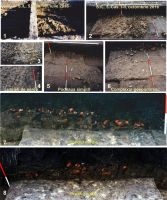 Cronica Cercetărilor Arheologice din România, Campania 2016. Raportul nr. 64, Ripiceni, La Holm (La Telescu)<br /><a href='CronicaCAfotografii/2016/064-Ripiceni-BT-Punct-Holm-Telescu/fig-4-ripiceni-017-s-l-5.jpg' target=_blank>Priveşte aceeaşi imagine într-o fereastră nouă</a>