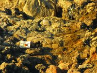 Cronica Cercetărilor Arheologice din România, Campania 2016. Raportul nr. 71, Scânteia, La Nuci (Dealul Bodeştilor).<br /> Sectorul Rezerve.<br /><a href='CronicaCAfotografii/2016/071-Scanteia-IS-Punct-La-Nuci/fig-3-vatra-2-b6-b7.JPG' target=_blank>Priveşte aceeaşi imagine într-o fereastră nouă</a>