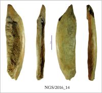 Cronica Cercetărilor Arheologice din România, Campania 2016. Raportul nr. 109, Negrileşti, Şcoala Generală (La Punte, Pin, Curtea Şcolii).<br /> Sectorul 2-Industria-materiilor-dure-animale.<br /><a href='CronicaCAfotografii/2016/109-Negrilesti-GL-Punct-Negrilesti-Curtea-scolii/2-Industria-materiilor-dure-animale/14.jpg' target=_blank>Priveşte aceeaşi imagine într-o fereastră nouă</a>. Titlu: 2-Industria-materiilor-dure-animale