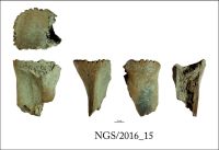 Cronica Cercetărilor Arheologice din România, Campania 2016. Raportul nr. 109, Negrileşti, Şcoala Generală (La Punte, Pin, Curtea Şcolii).<br /> Sectorul 2-Industria-materiilor-dure-animale.<br /><a href='CronicaCAfotografii/2016/109-Negrilesti-GL-Punct-Negrilesti-Curtea-scolii/2-Industria-materiilor-dure-animale/15.jpg' target=_blank>Priveşte aceeaşi imagine într-o fereastră nouă</a>. Titlu: 2-Industria-materiilor-dure-animale