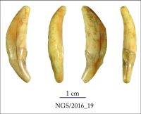 Cronica Cercetărilor Arheologice din România, Campania 2016. Raportul nr. 109, Negrileşti, Şcoala Generală (La Punte, Pin, Curtea Şcolii).<br /> Sectorul 2-Industria-materiilor-dure-animale.<br /><a href='CronicaCAfotografii/2016/109-Negrilesti-GL-Punct-Negrilesti-Curtea-scolii/2-Industria-materiilor-dure-animale/19.jpg' target=_blank>Priveşte aceeaşi imagine într-o fereastră nouă</a>. Titlu: 2-Industria-materiilor-dure-animale