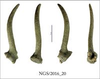 Cronica Cercetărilor Arheologice din România, Campania 2016. Raportul nr. 109, Negrileşti, Şcoala Generală (La Punte, Pin, Curtea Şcolii).<br /> Sectorul 2-Industria-materiilor-dure-animale.<br /><a href='CronicaCAfotografii/2016/109-Negrilesti-GL-Punct-Negrilesti-Curtea-scolii/2-Industria-materiilor-dure-animale/20.jpg' target=_blank>Priveşte aceeaşi imagine într-o fereastră nouă</a>. Titlu: 2-Industria-materiilor-dure-animale