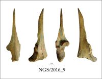 Cronica Cercetărilor Arheologice din România, Campania 2016. Raportul nr. 109, Negrileşti, Şcoala Generală (La Punte, Pin, Curtea Şcolii).<br /> Sectorul 2-Industria-materiilor-dure-animale.<br /><a href='CronicaCAfotografii/2016/109-Negrilesti-GL-Punct-Negrilesti-Curtea-scolii/2-Industria-materiilor-dure-animale/9.jpg' target=_blank>Priveşte aceeaşi imagine într-o fereastră nouă</a>. Titlu: 2-Industria-materiilor-dure-animale