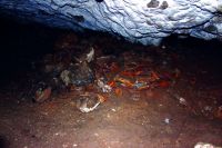 Cronica Cercetărilor Arheologice din România, Campania 2016. Raportul nr. 126, Cheud, Cetatea Aranyos (Cetatea Pintii)<br /><a href='CronicaCAfotografii/2016/126-Cheile-Varghisului-HR-Punct-Cheile-Varghisului/fig-5.JPG' target=_blank>Priveşte aceeaşi imagine într-o fereastră nouă</a>