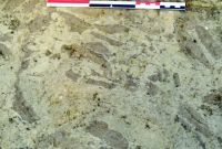 Cronica Cercetărilor Arheologice din România, Campania 2017. Raportul nr. 5, Borduşani, Popina Mare (Popina Borduşani)<br /><a href='CronicaCAfotografii/2017/01-Cercetari-sistematice/005-Bordusani-jud-Ialomita-10-sist/fig-3.jpg' target=_blank>Priveşte aceeaşi imagine într-o fereastră nouă</a>