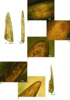 Cronica Cercetărilor Arheologice din România, Campania 2017. Raportul nr. 5, Borduşani, Popina Mare (Popina Borduşani)<br /><a href='CronicaCAfotografii/2017/01-Cercetari-sistematice/005-Bordusani-jud-Ialomita-10-sist/fig-6.jpg' target=_blank>Priveşte aceeaşi imagine într-o fereastră nouă</a>