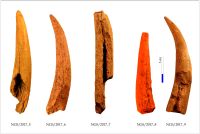 Cronica Cercetărilor Arheologice din România, Campania 2017. Raportul nr. 44, Negrileşti, Şcoala Generală (La Punte, Pin, Curtea Şcolii).<br /> Sectorul Planse.<br /><a href='CronicaCAfotografii/2017/01-Cercetari-sistematice/044-Negrilesti-jud-Galati-IMDA-17sist/ngs-fig-2.jpg' target=_blank>Priveşte aceeaşi imagine într-o fereastră nouă</a>