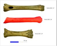 Cronica Cercetărilor Arheologice din România, Campania 2017. Raportul nr. 44, Negrileşti, Şcoala Generală (La Punte, Pin, Curtea Şcolii).<br /> Sectorul Planse.<br /><a href='CronicaCAfotografii/2017/01-Cercetari-sistematice/044-Negrilesti-jud-Galati-IMDA-17sist/ngs-fig-5.jpg' target=_blank>Priveşte aceeaşi imagine într-o fereastră nouă</a>