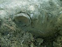 Cronica Cercetărilor Arheologice din România, Campania 2017. Raportul nr. 55, Roşiori, La Humărie (Ţarina Veche).<br /> Sectorul planse\jpeg\pl-3.<br /><a href='CronicaCAfotografii/2017/01-Cercetari-sistematice/055-Rosiori-com-Dulcesti-Jud-Neamt/fig-3-2.JPG' target=_blank>Priveşte aceeaşi imagine într-o fereastră nouă</a>