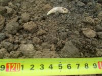 Cronica Cercetărilor Arheologice din România, Campania 2017. Raportul nr. 55, Roşiori, La Humărie (Ţarina Veche).<br /> Sectorul planse\jpeg\pl-3.<br /><a href='CronicaCAfotografii/2017/01-Cercetari-sistematice/055-Rosiori-com-Dulcesti-Jud-Neamt/fig-4-1.JPG' target=_blank>Priveşte aceeaşi imagine într-o fereastră nouă</a>